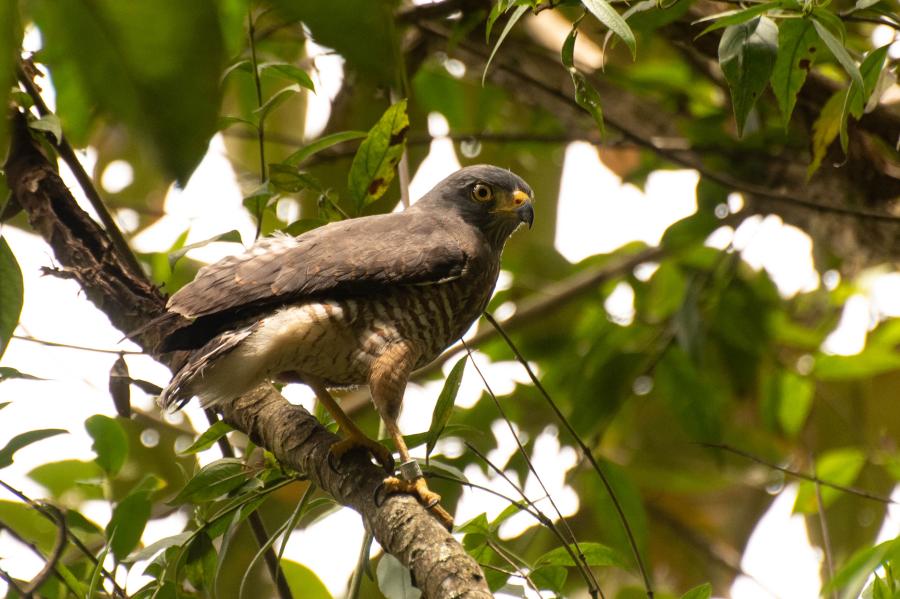 16 animales silvestres fueron liberados en la Reserva Natural La Romera!