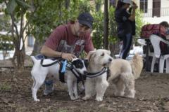 Sabaneta, protege a sus animales de compañía contra la rabia.